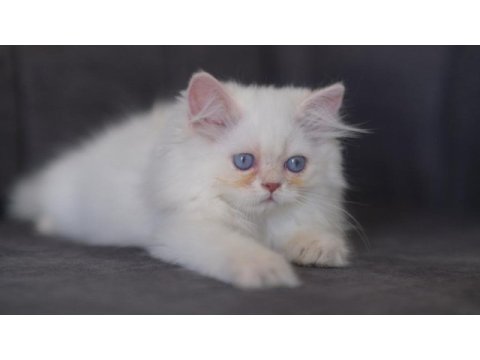 British longhair golden point erkek kedi