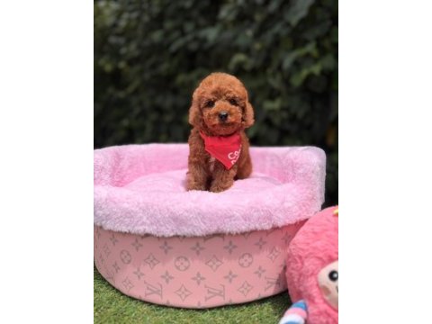 Orjinal toy poodle yavruları 
