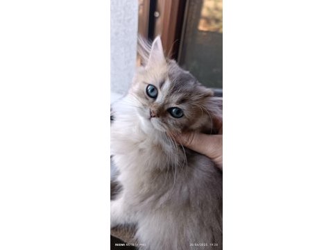 British longhair dişi