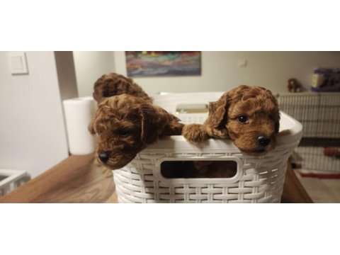 Gerçek a kalite toy poodle yavrular