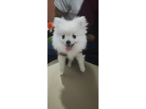Pomeranian boo yavrusu