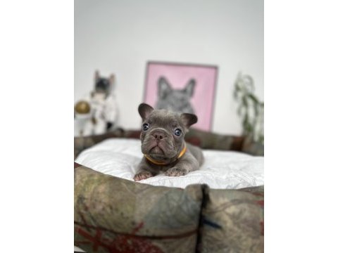 Full exotic üst düzey french bulldog yavrularım