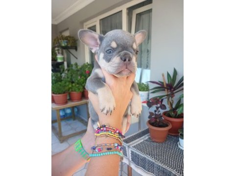 French bulldog bebek köpekler