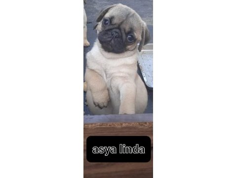 Pug mops bebekler