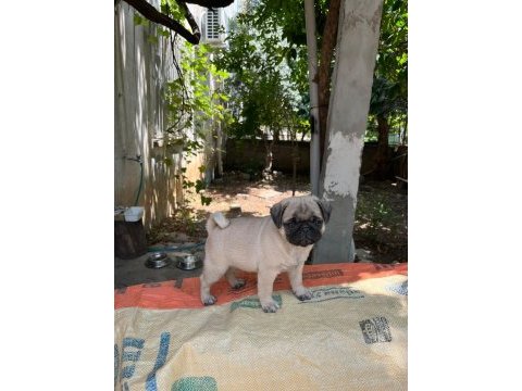 Pug mops (rıfkı) yavruları sizlerle