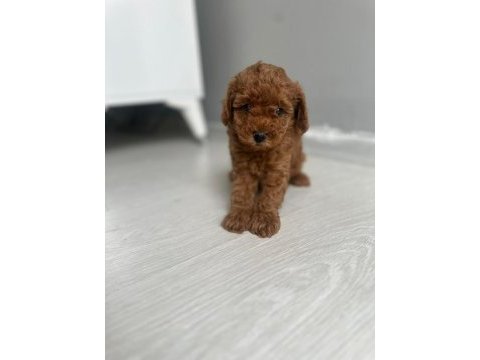 A kaliteli ırk sağlık garantili toy poodle yavrular