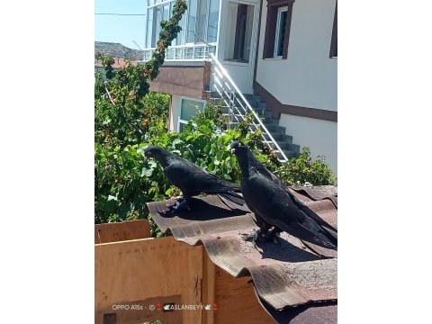 Taklacı oyun kuşu