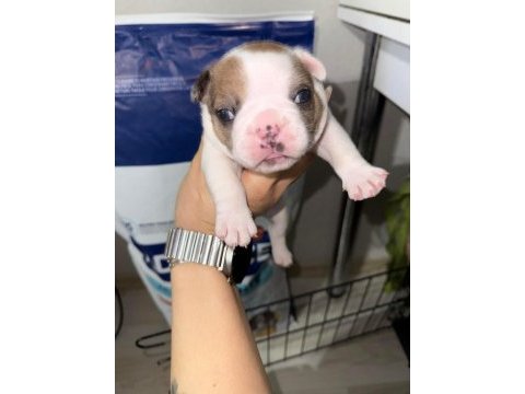 Fransız bulldog