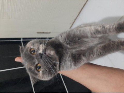 Female scottish fold for free adoption