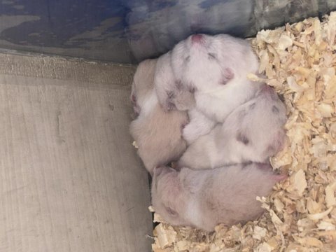 Suriye hamster