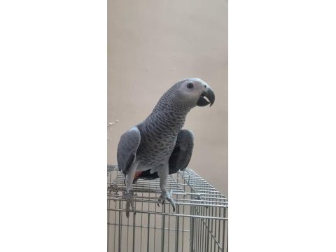 Full evcil konuşan jako