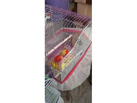 1 erkek 1 dişi sevda papağanı