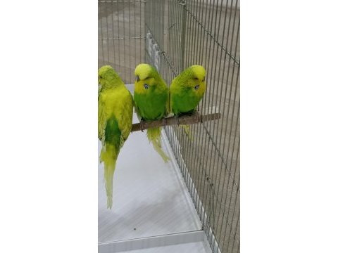 Uygunculara gelsin şow muhabbet kuşlar