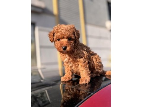 Birbirinden güzel toy poodle yavrular