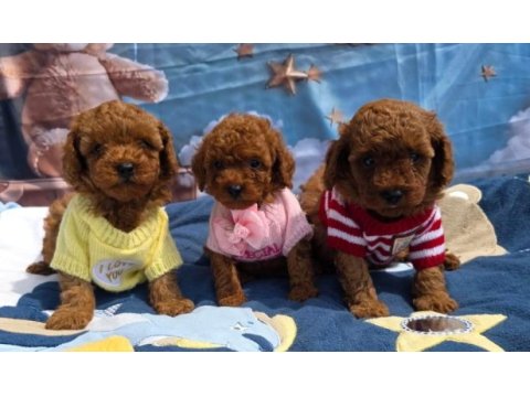Toy poodle yavrular