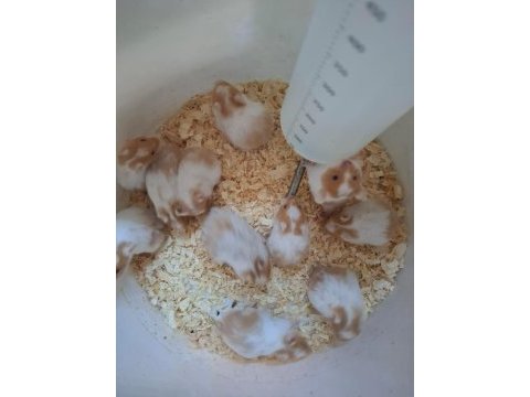 Hamster yavrum