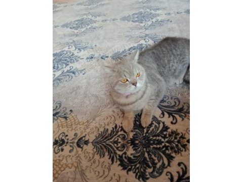 Dişi scottish straight kızım