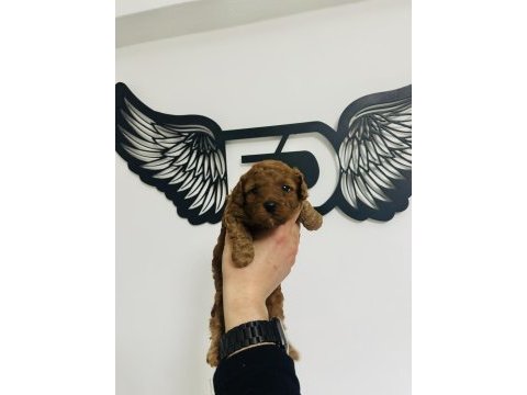 Red toy poodle bebeklerimiz mükemmel ötesi.