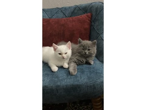 5 tatlı british shorthair yavru