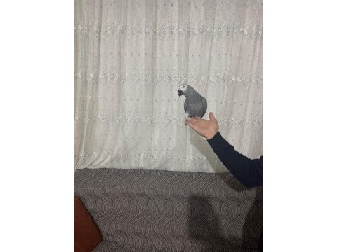Konuşan jako ve bebek jako