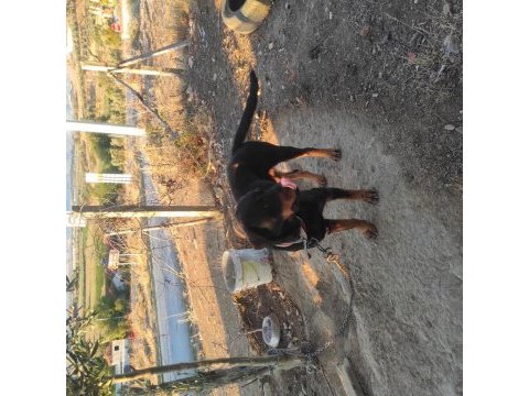 Dişi rottweiler