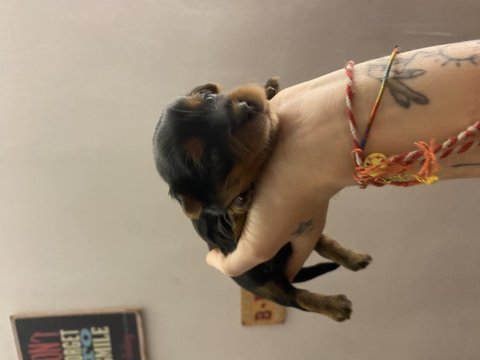 Yorkie yavruları yeni yuvalarını bekliyor baba b secereli