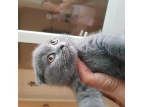 Veteriner kedilerinin safkan scottish fold yavruları