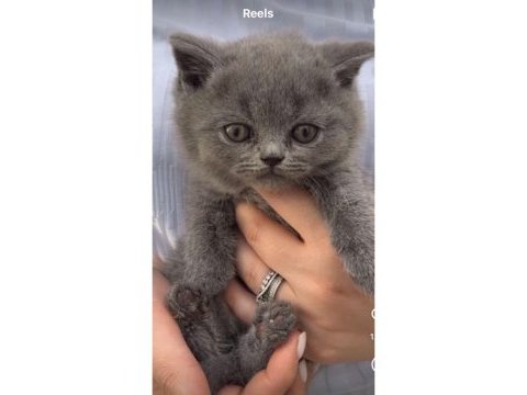 Yavru british shorthair kediler