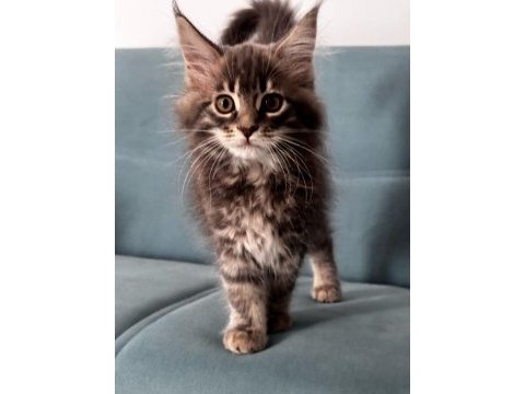 Maine coon dev yavru kediler