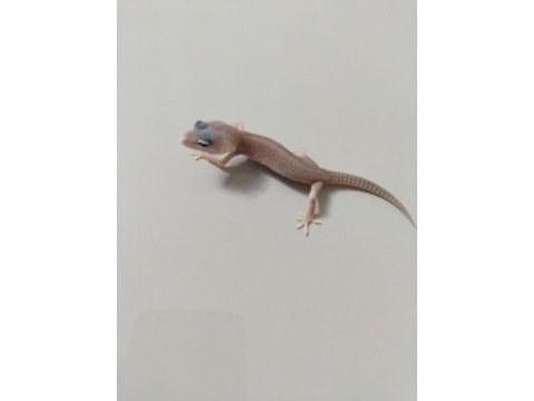 Leopard geckomuz