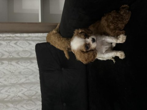 Anne altından cavalier king charles