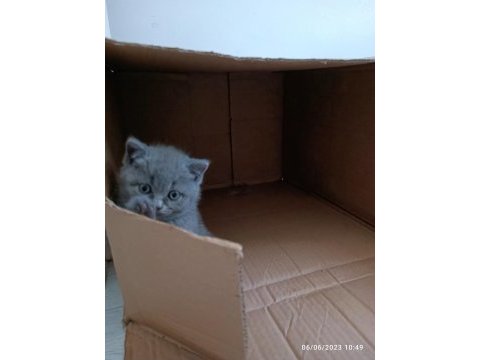 British shorthair 2 dişi ve 1 erkek yavru