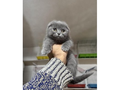 A kalite top kafa erkek scottish fold yavrumuz