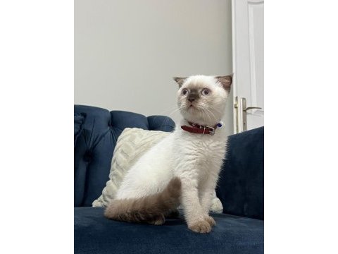 Scottish fold çikolata point