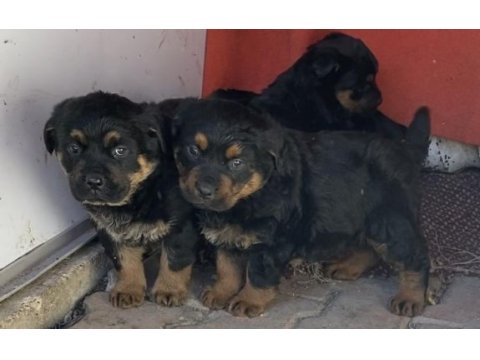 Orj macar yurt dışı üretim rottweiler yavrularımız