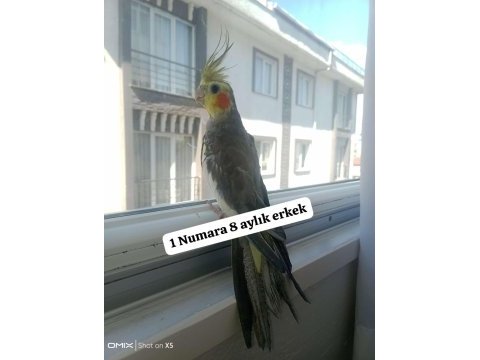 Sultan papağanı ev üretimi kuşlar