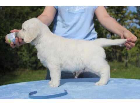 Golden retriever yavrular istenirse kapınıza teslim