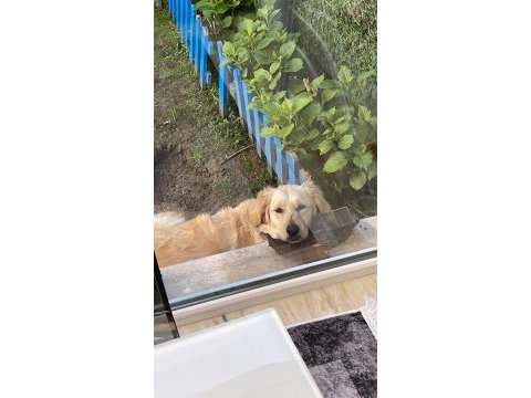 16 aylık golden retriewer tarciko