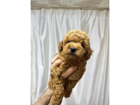 2 aylık dişi poodle
