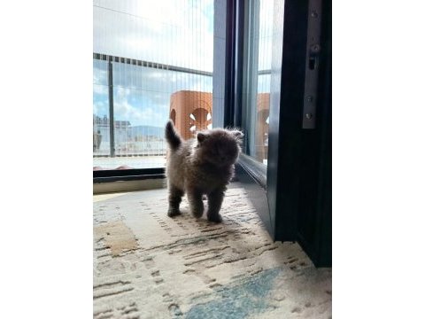 Scottish fold yavrumuz sahiplenilmek istiyor