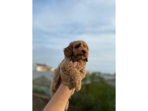 2 aylık erkek cockapoo