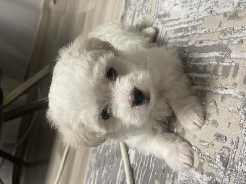 3 aylık oyun canlısı evcil bichon frise yavrusu
