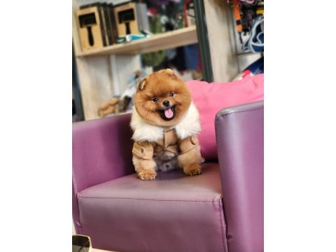 Pomeranian türkiyenin en iyisi yetişkin hemde!
