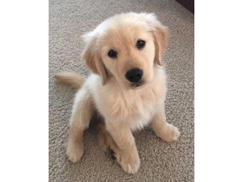 Golden retriever yavruları orjinal ev aile dostu