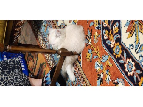 Safkan british shorthair blue point