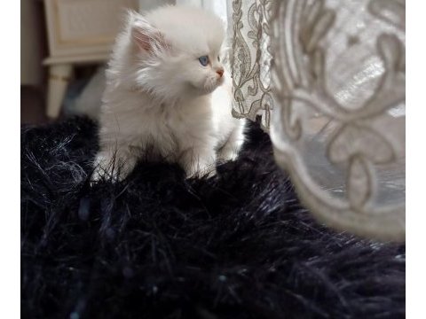 British longhair kedi ilanı