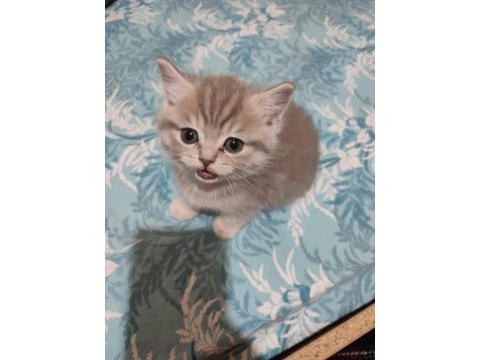 British shorthair minnak yeni yuvasını bekliyor