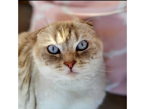 Scottish fold erkek