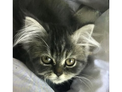 Yavru kedim persian 2 aylık