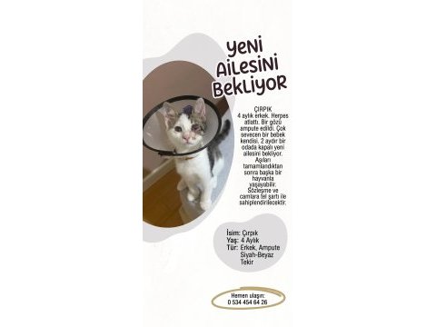 Kedimiz çırpık yuva arıyor
